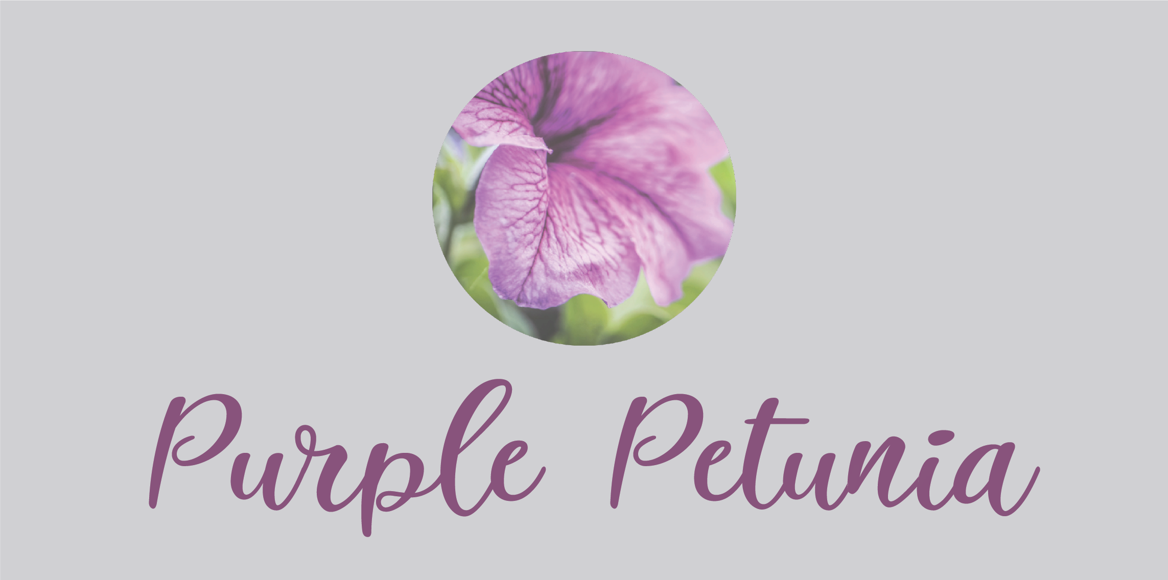 Purple Petunia